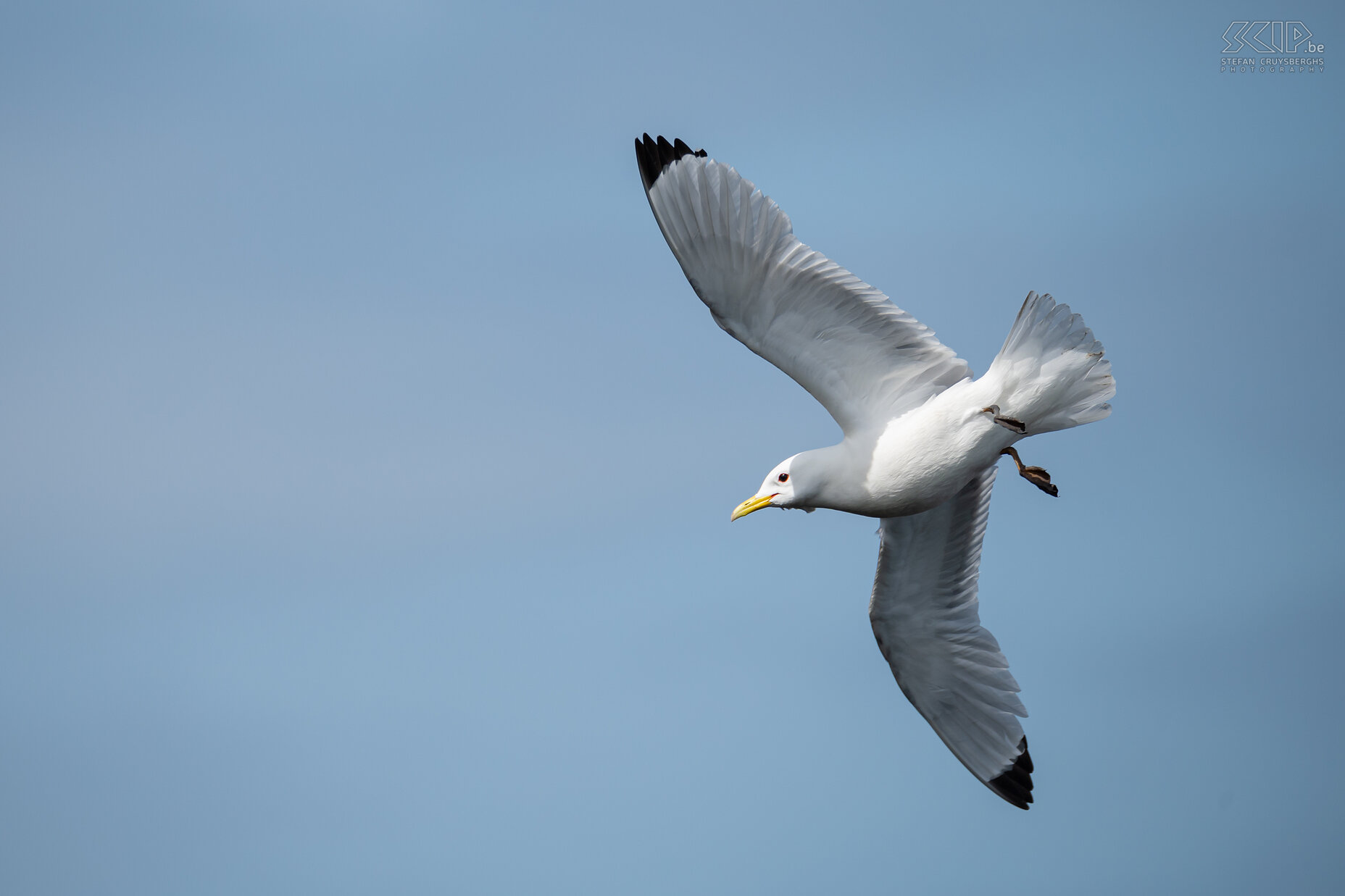 St Abbs Head - Kittiwake The steep cliffs of the Farne Islands and around St Abbs are also home to many breeding pairs of kittiwakes in the spring. These seagulls are called 'kittiwake' after their characteristic call. They live at sea almost all year round and the young birds have to jump off the high cliffs after 5 to 7 weeks. Stefan Cruysberghs